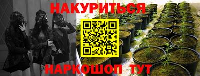 прущие крисы Краснознаменск